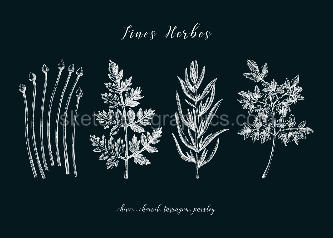 Sketch style fines herbes set. French herbs sketches. Parsley, Chives, Tarragon, Chervil, hand-drawn vector illustration on chalkboard. French cuisine. NOT AI generated Illustration